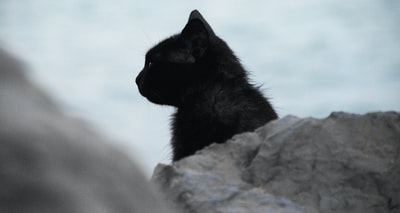 黑猫在石头
